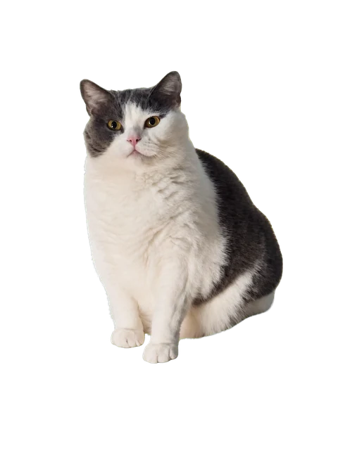 傻猫